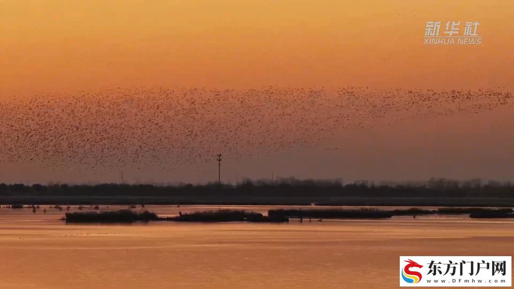 候鸟迁徙高峰启幕 河北衡水湖现“鸟浪”景观(图1)