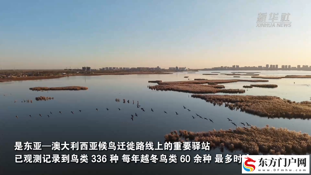 候鸟迁徙高峰启幕 河北衡水湖现“鸟浪”景观(图2)