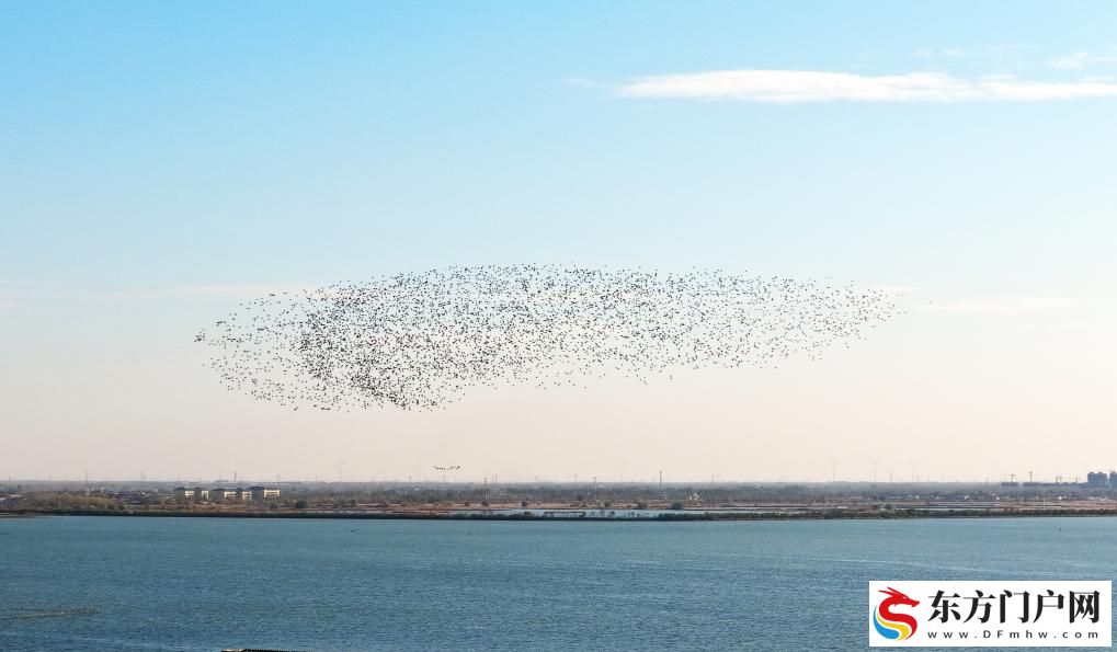 河北衡水湖：秋去冬来“鸟浪”起