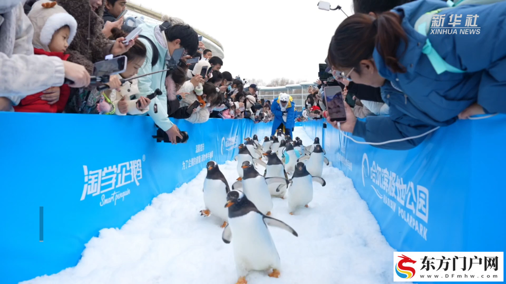 哈尔滨：三十只企鹅巡游冰雪季(图2)