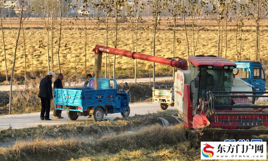 初冬收获忙(图2)