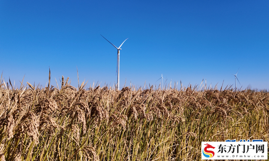 初冬收获忙(图3)