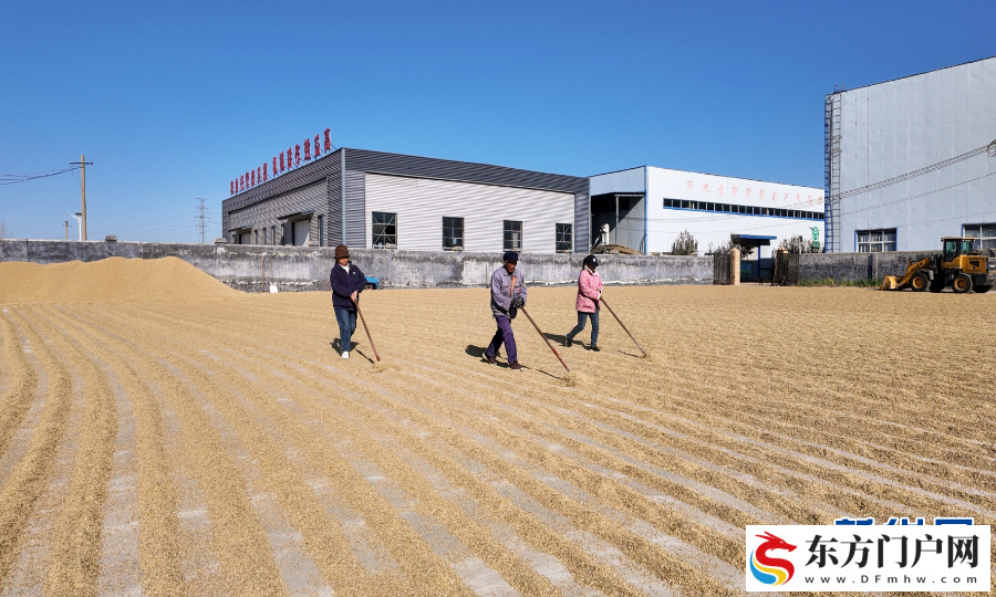 初冬收获忙(图4)