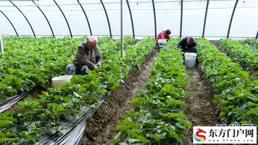 初冬收获忙(图5)