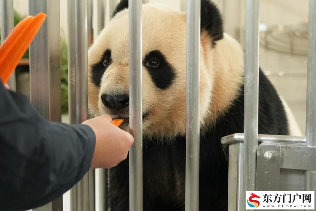 珍爱“国宝”!中国大熊猫保护又添和谐家园(图2) 珍爱“国宝”!中国大熊猫保护又添和谐家园(图2)