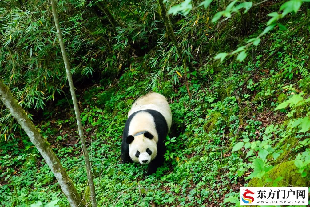珍爱“国宝”!中国大熊猫保护又添和谐家园(图3) 珍爱“国宝”!中国大熊猫保护又添和谐家园(图3)