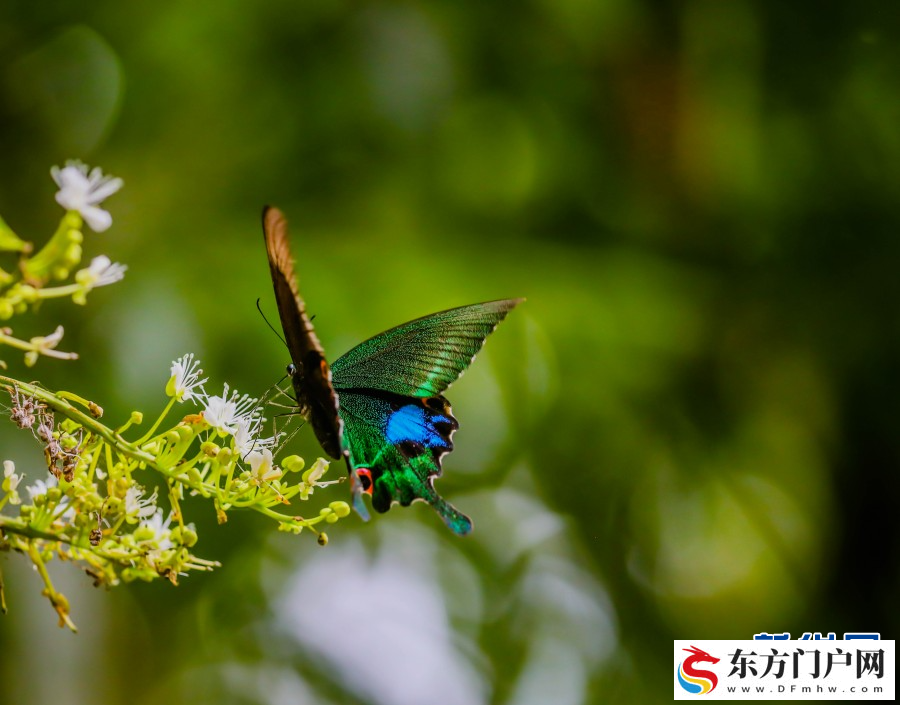 云南红河金平县将于12月6日至8日举行成立40周年系列庆祝活(图5)