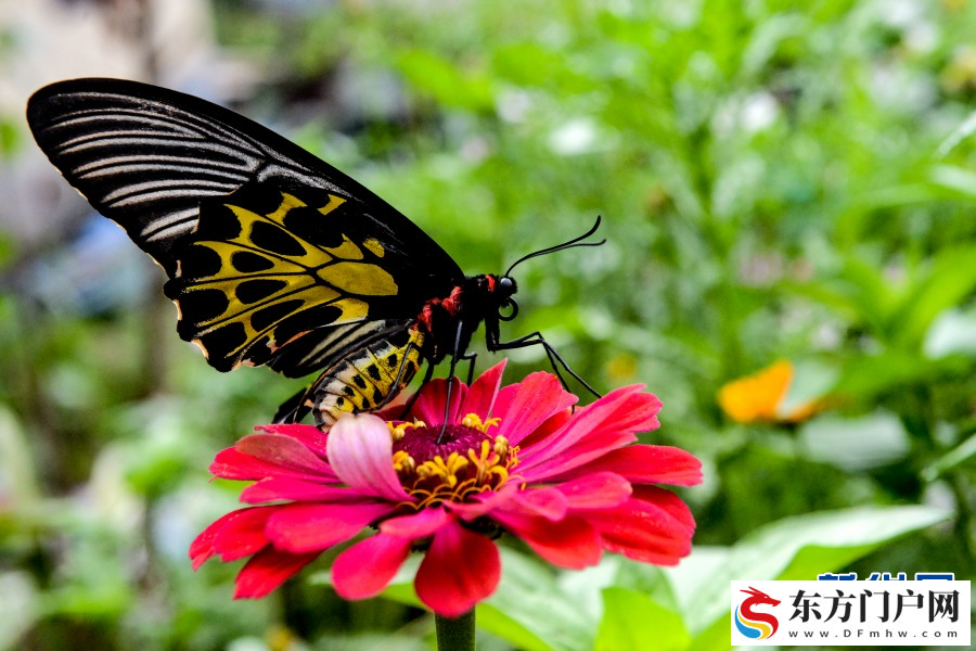 云南红河金平县将于12月6日至8日举行成立40周年系列庆祝活(图2)