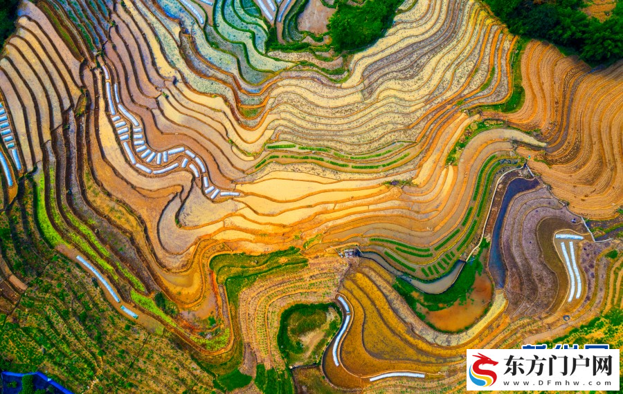 云南红河金平县将于12月6日至8日举行成立40周年系列庆祝活(图3)