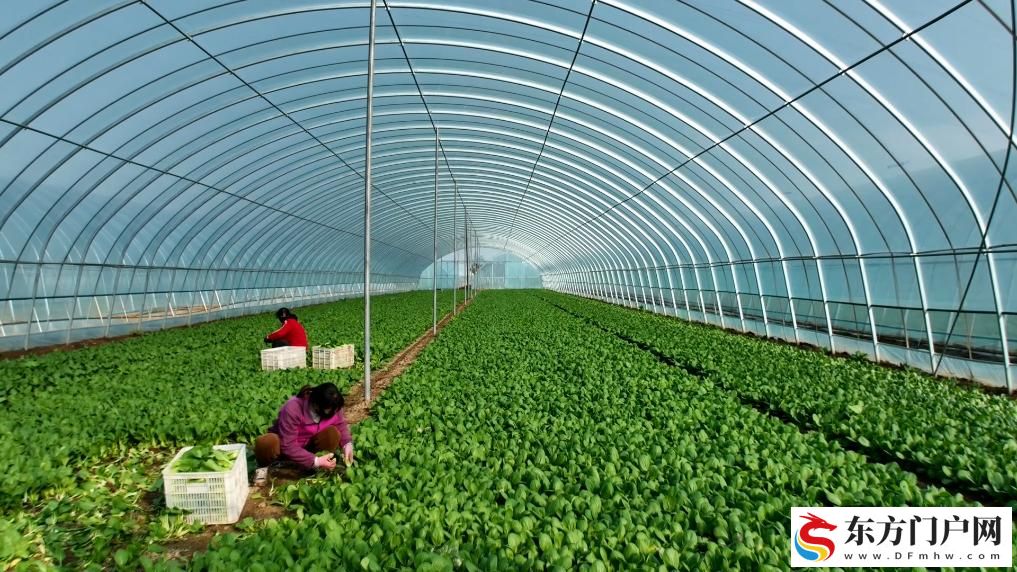 陕西扶风：小蔬菜托起增收大产业