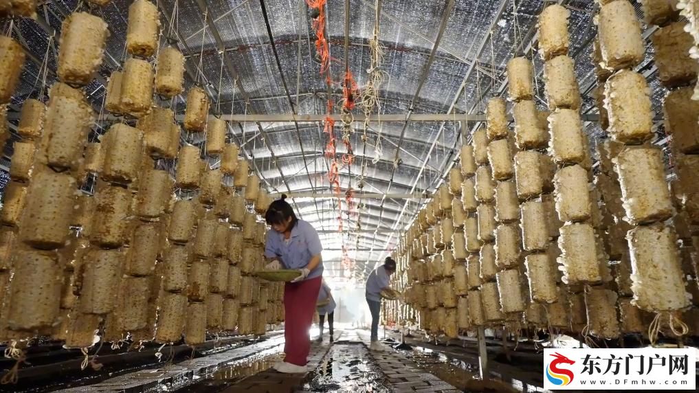 陕西扶风:小蔬菜托起增收大产业(图2) 陕西扶风:小蔬菜托起增收大产业(图2)