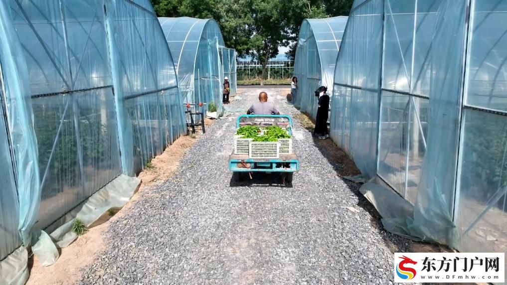 陕西扶风:小蔬菜托起增收大产业(图3) 陕西扶风:小蔬菜托起增收大产业(图3)