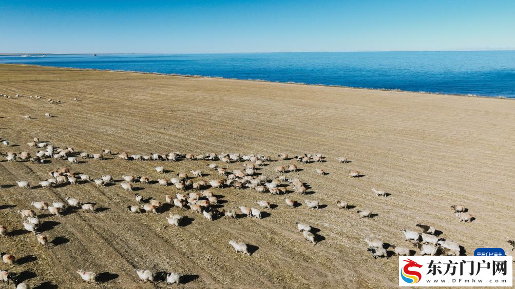 青海湖畔冬日牧羊图(图4)