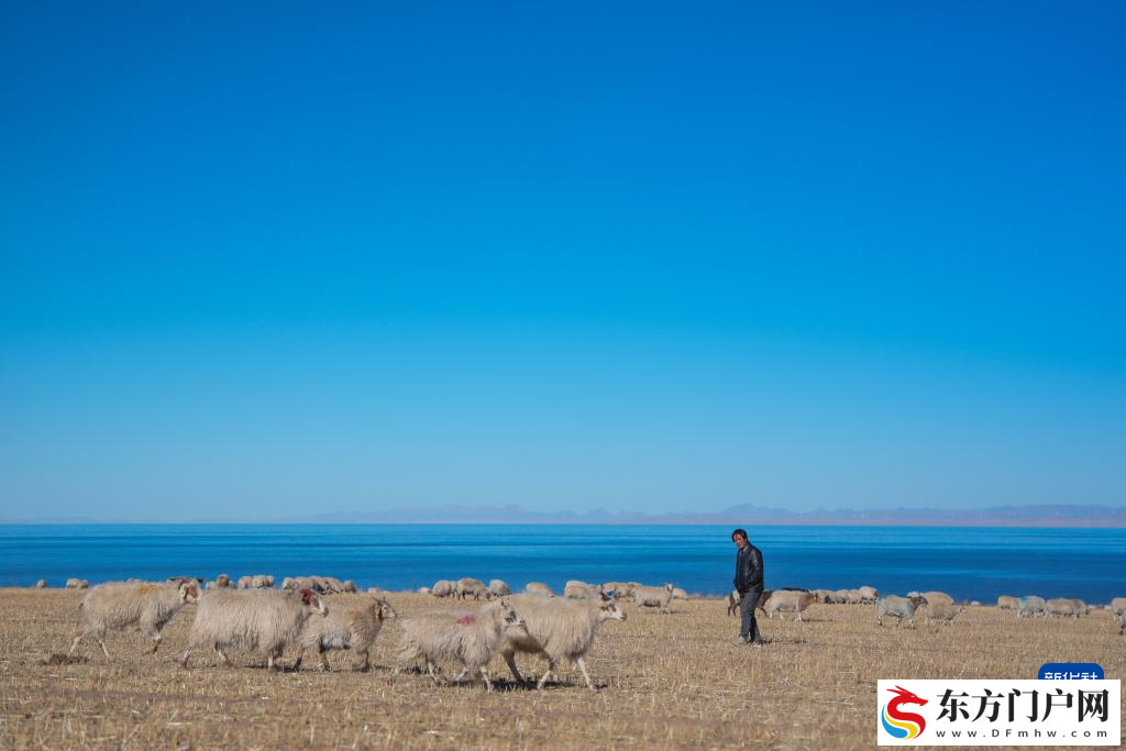 青海湖畔冬日牧羊图(图3)