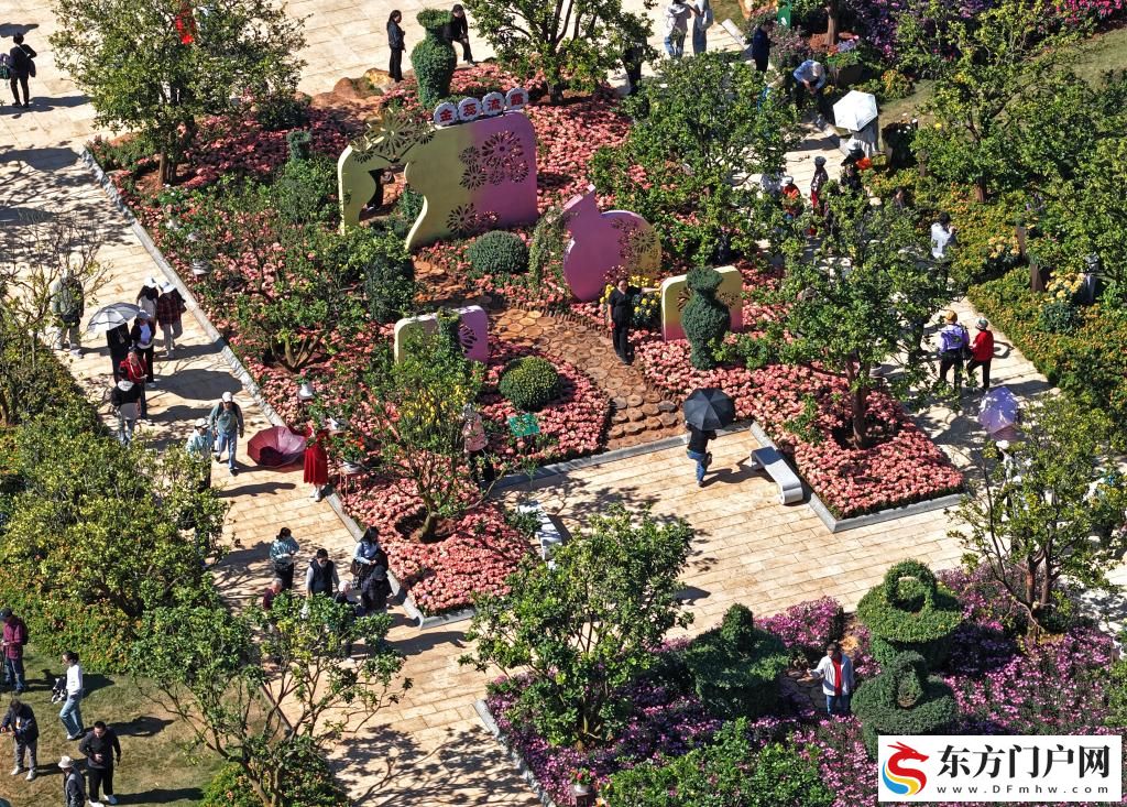 广西南宁：菊花绽放迎客来(图2)