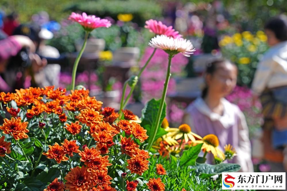 广西南宁：菊花绽放迎客来