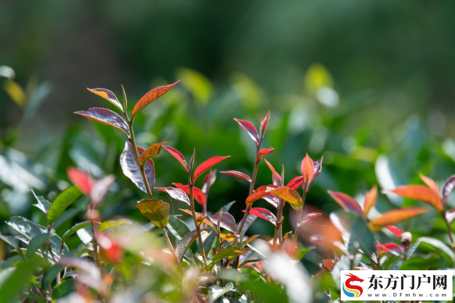 打造“多彩贵州”文旅新品牌——贵州推动旅游产业高质量发展观察(图8) 打造“多彩贵州”文旅新品牌——贵州推动旅游产业高质量发展观察(图8)