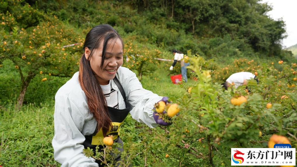 刺梨果香漫黔山——贵州“生态果”蝶变为增收致富“黄金果”(图2) 刺梨果香漫黔山——贵州“生态果”蝶变为增收致富“黄金果”(图2)