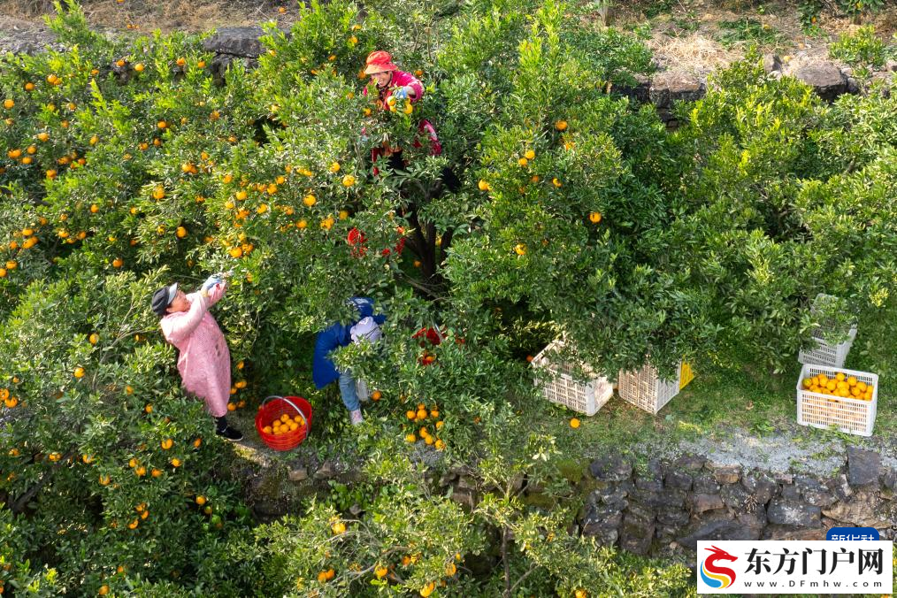湖北长阳：清江椪柑采销忙