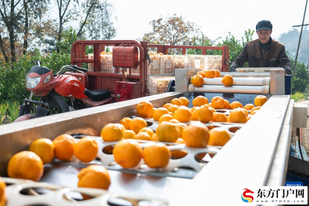 湖北长阳：清江椪柑采销忙(图3)