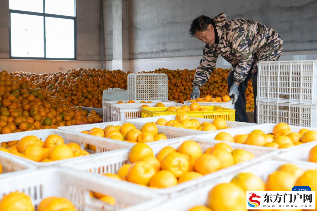 湖北长阳：清江椪柑采销忙(图5)