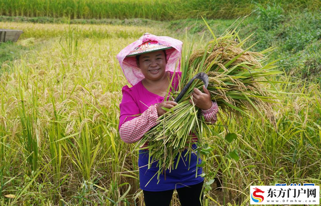 2025年云南粮食产量突破2000万吨