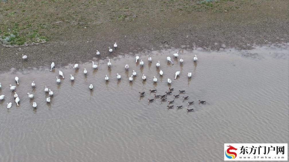 数十万只候鸟,是怎么“数”出来的?(图2) 数十万只候鸟,是怎么“数”出来的?(图2)
