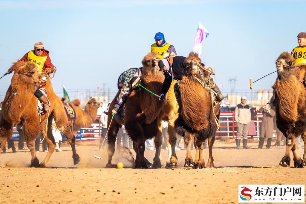 内蒙古：2025阿拉善骆驼超级联赛激战正酣(图2)