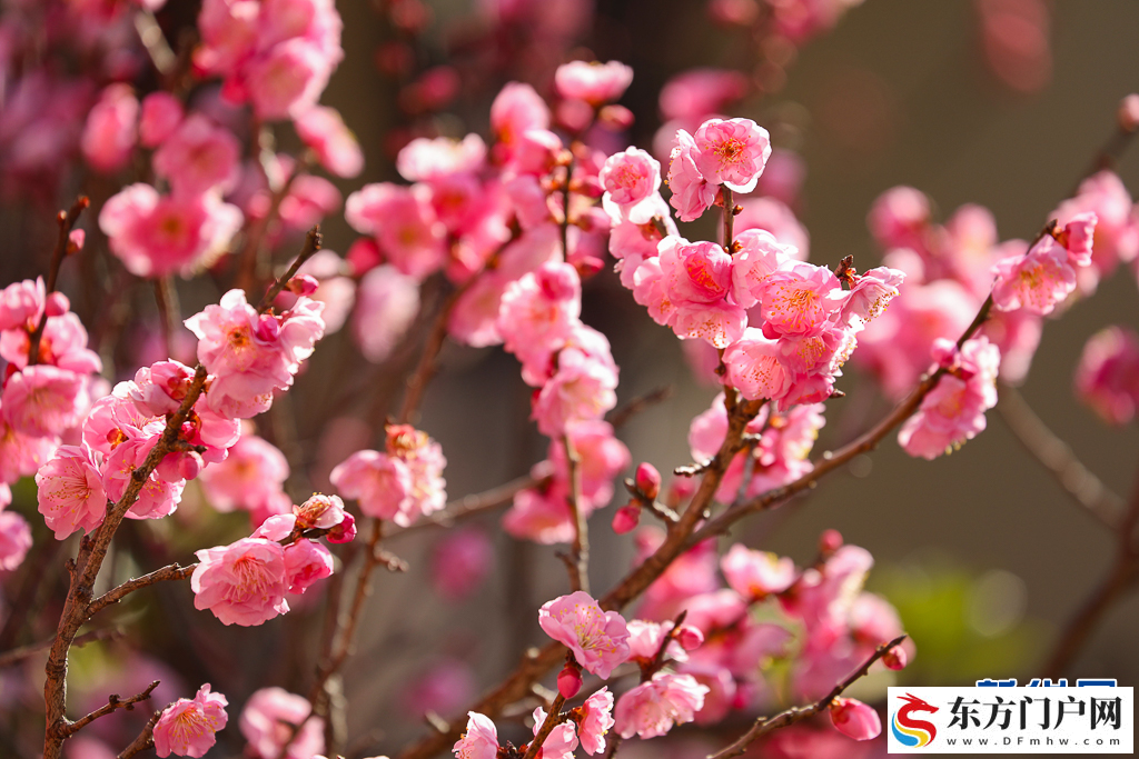 昆明：梅花初绽引客来(图2)