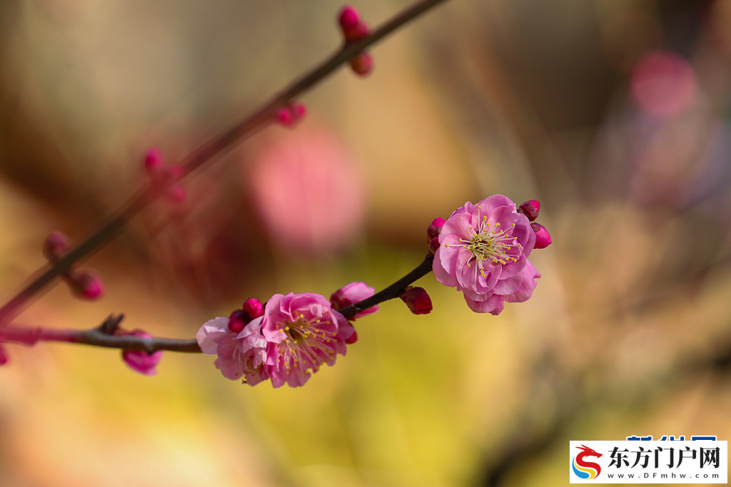 昆明：梅花初绽引客来(图3)