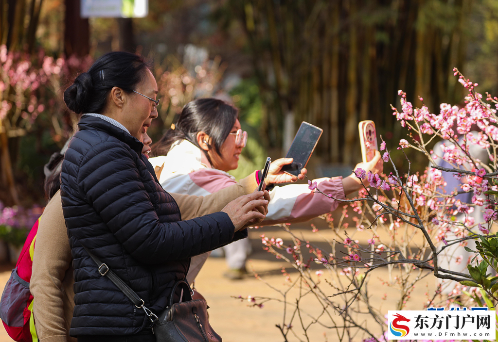 昆明：梅花初绽引客来(图4)
