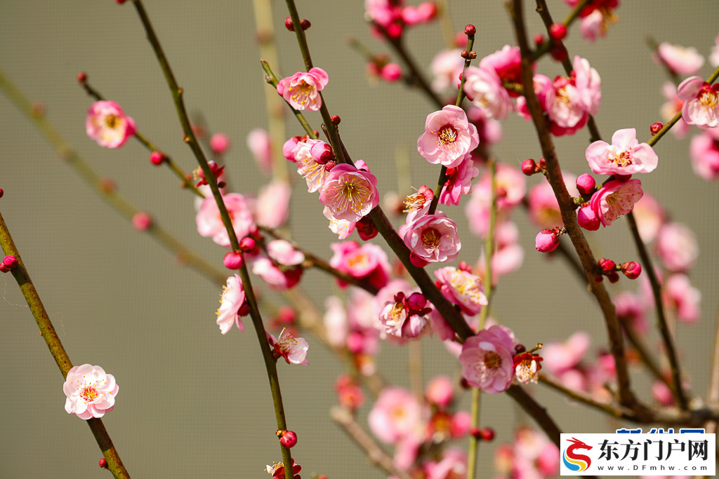 昆明：梅花初绽引客来(图5)