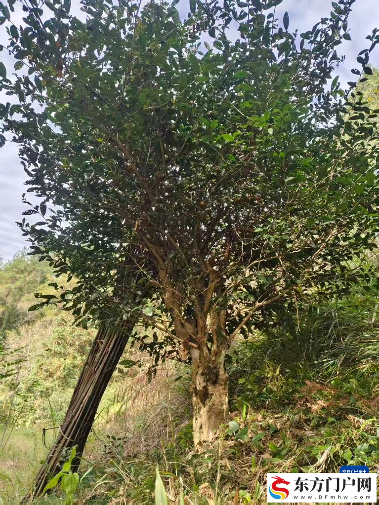 “中国苔茶之乡”何以实现“古树生金”(图2)