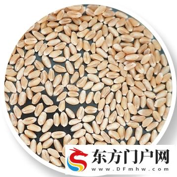 麦香里的新品种(图2)