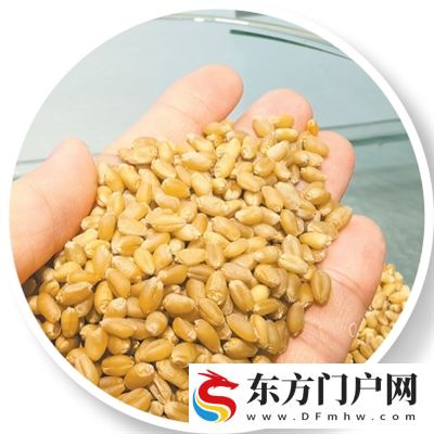 麦香里的新品种(图7)