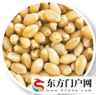 麦香里的新品种(图8)