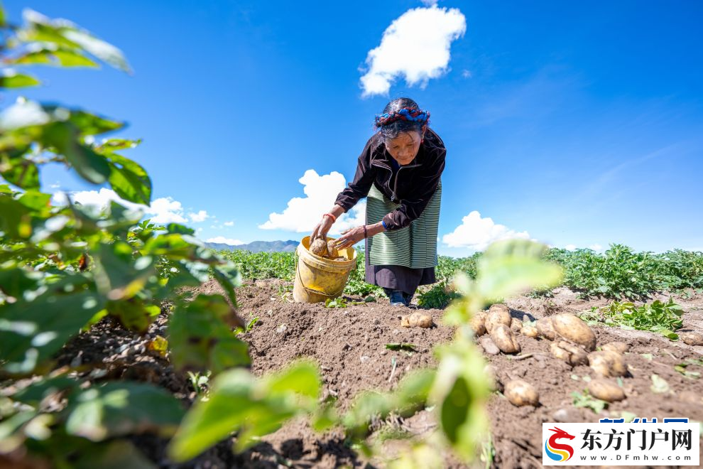 西藏日喀则：“艾玛土豆”丰收在望(图6)