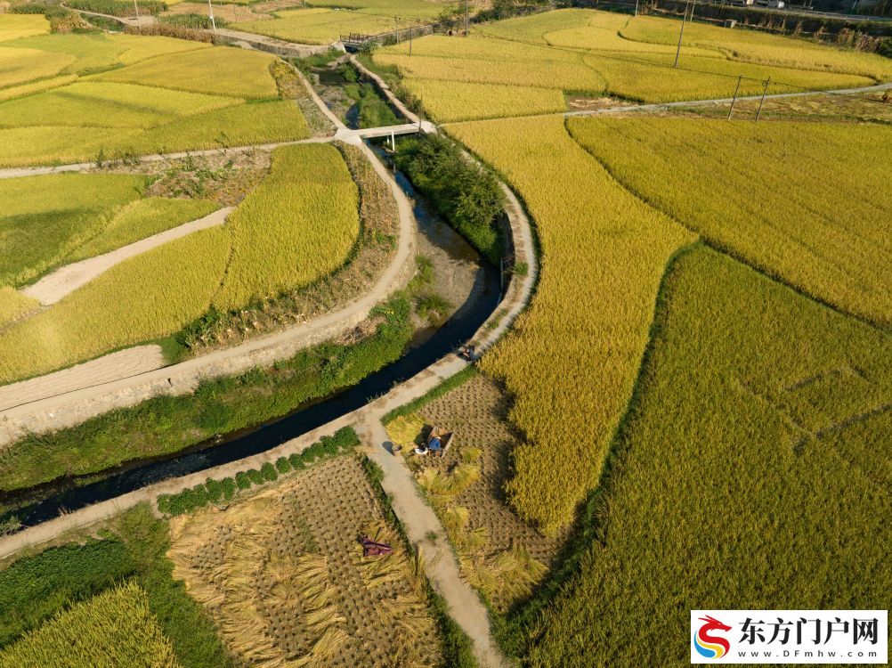 重庆酉阳：梯田披金 秋收正忙(图5)