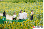 福州花海公园5万多平方米向日葵绽放